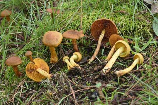 Image of Cortinarius thiersii Ammirati & A. H. Sm. 1977