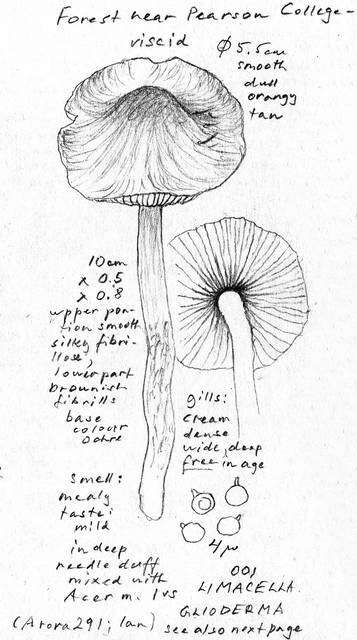 Limacella resmi