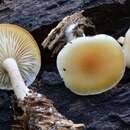 Image of Clitocybe californiensis H. E. Bigelow 1985