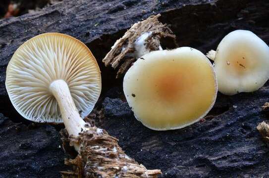 Image of Clitocybe californiensis H. E. Bigelow 1985
