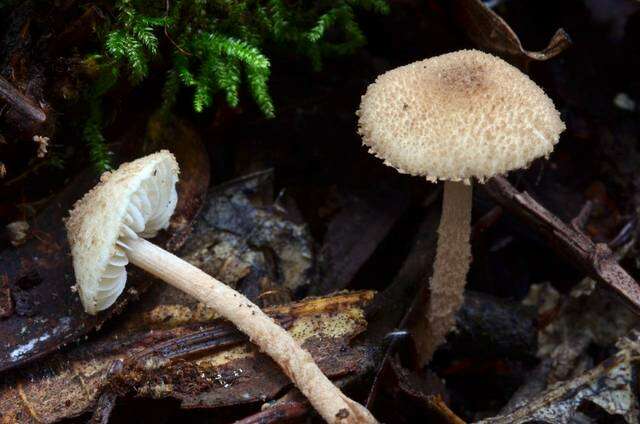 Image of Cystolepiota