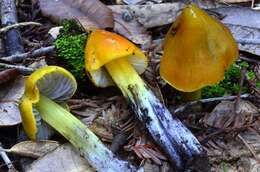 Image of Hygrocybe singeri (A. H. Sm. & Hesler) Singer 1958