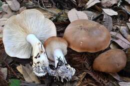 صورة Leucopaxillus