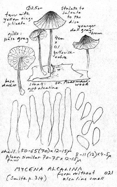 Image of Mycena alcalina (Fr.) P. Kumm. 1871