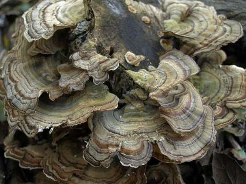 Image of Trametes