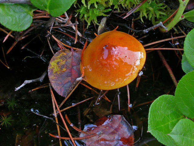 Plancia ëd Hygrophorus