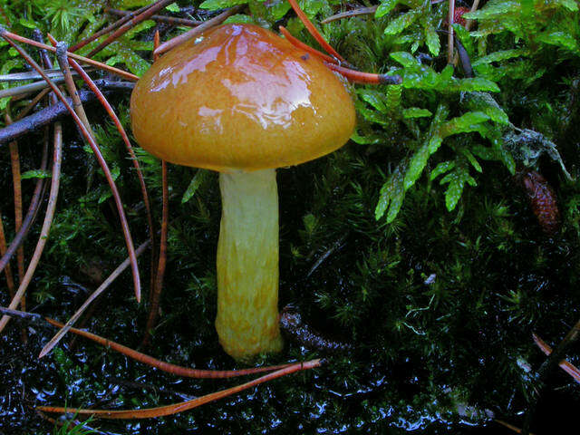 Plancia ëd Hygrophorus