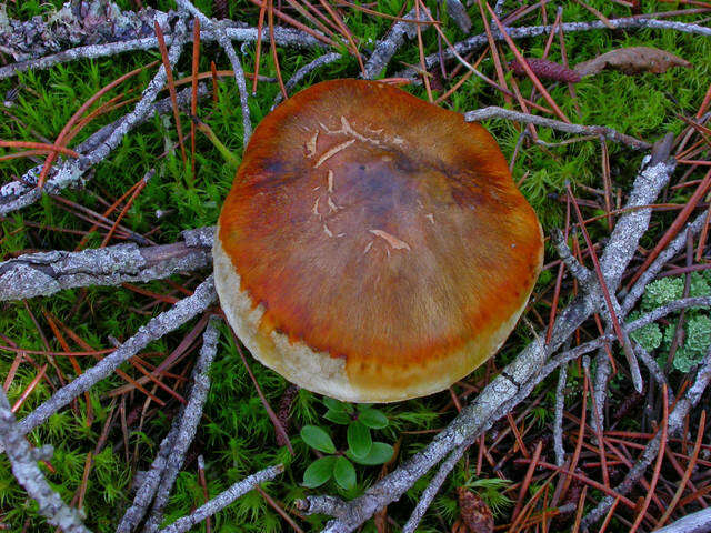 Image of Tricholoma focale (Fr.) Ricken 1914