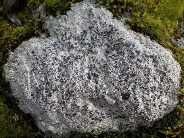 Image of crater lichen