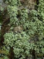 Image of Cottonthread lichens