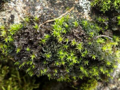 Image of gelatinous skin lichen