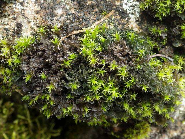 Image of gelatinous skin lichen