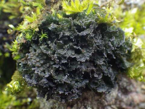 Image of gelatinous skin lichen