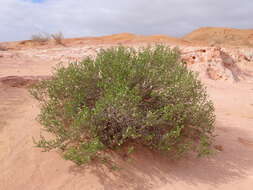 Image of Tetraena dumosa (Boiss.) Beier & Thulin