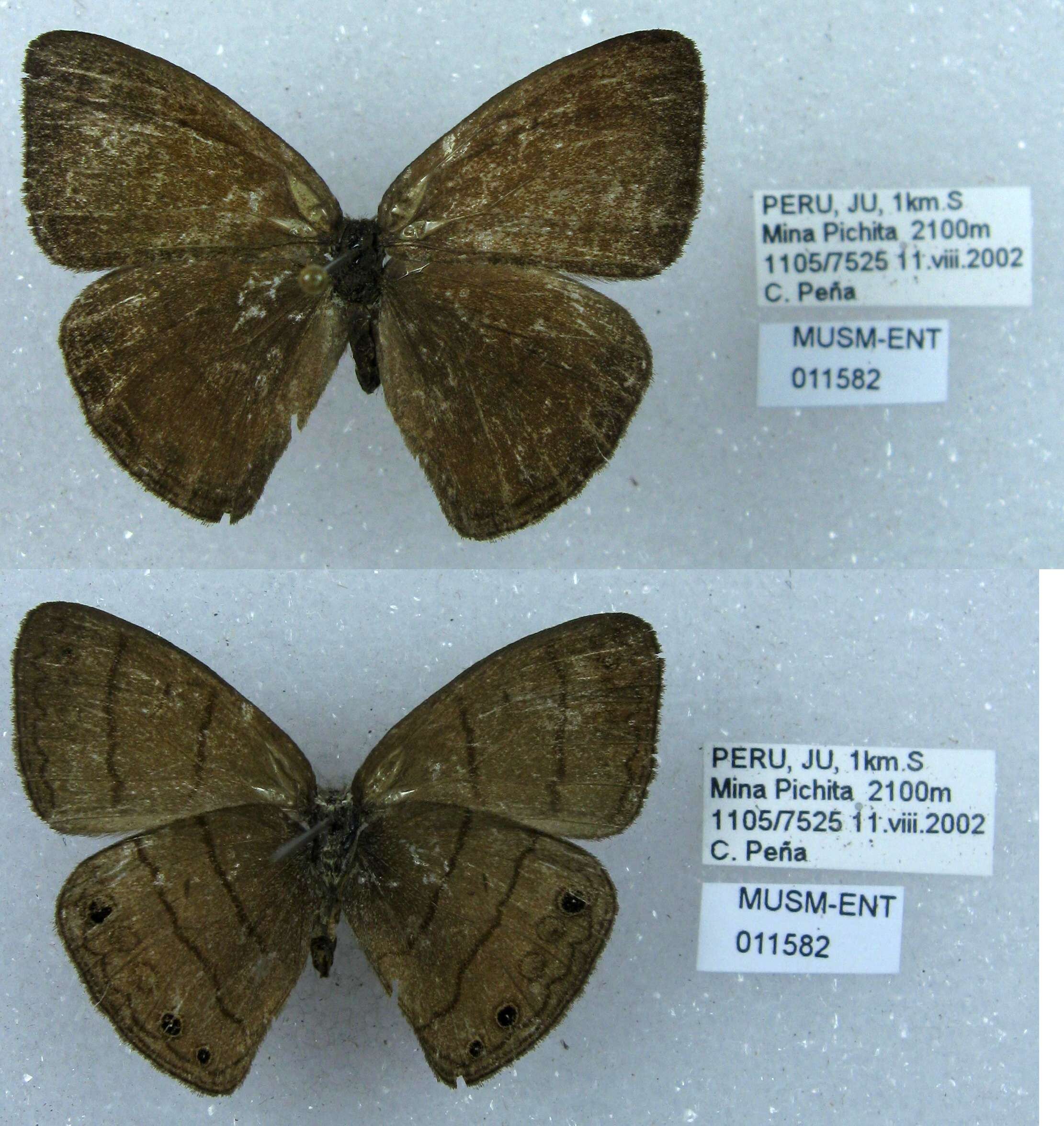 Imagem de Euptychia gisella Hayward 1957