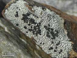 Image of lecidea lichen