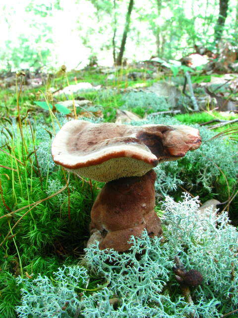 Слика од Cladonia rangiferina (L.) Weber ex F. H. Wigg.