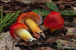 Imagem de Hygrocybe laetissima (A. H. Sm. & Hesler) Singer 1951