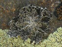 Image of Krascheninnikov's navel lichen