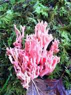 Ramaria araiospora Marr & D. E. Stuntz 1974的圖片