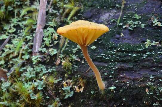 Image of Hygrophoraceae