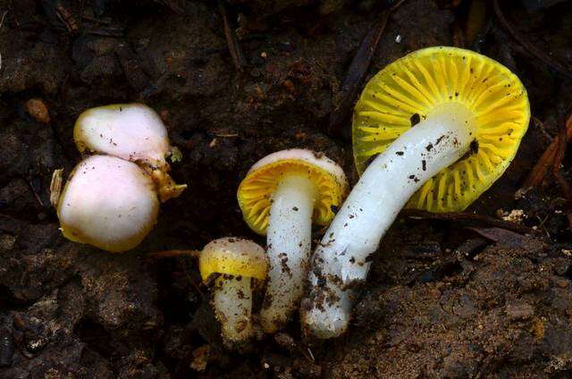 Plancia ëd Hygrocybe flavifolia (A. H. Sm. & Hesler) Singer 1951