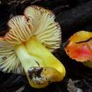 Image of Hygrocybe aurantiosplendens R. Haller Aar. 1954