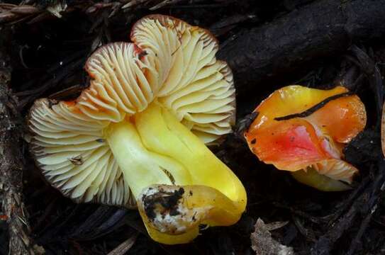 Слика од Hygrocybe aurantiosplendens R. Haller Aar. 1954