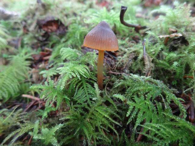 Mycena aurantiomarginata (Fr.) Quél. 1872 resmi