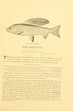 Image of Arctic Grayling