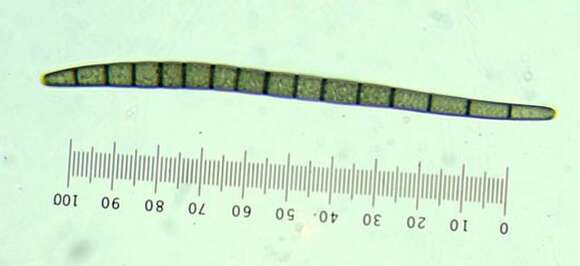 Image de Geoglossomycetes