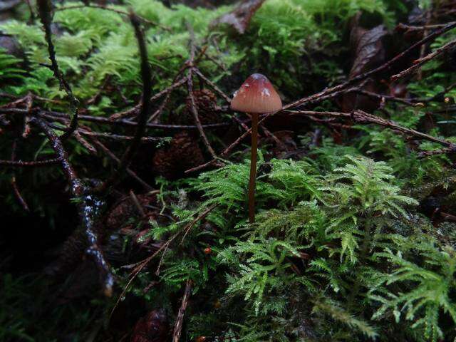 Plancia ëd Mycena sanguinolenta (Alb. & Schwein.) P. Kumm. 1871