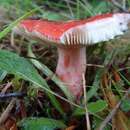 صورة Russula americana Singer 1940