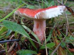 Image of Russula americana Singer 1940