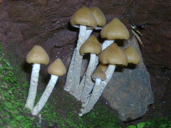 Image of Psilocybe zapotecorum R. Heim 1957