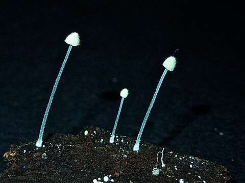 Image of Mycena chloroxantha Singer 1983