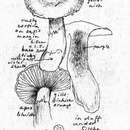 Image of Cortinarius oregonensis A. H. Sm. 1939