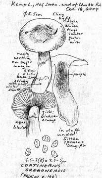 Image of Cortinarius oregonensis A. H. Sm. 1939