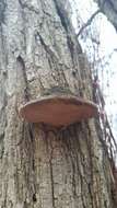 Image of Phellinus