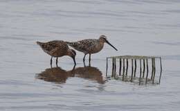 Image of Short-billed Dowitcher