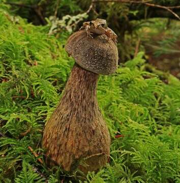 Image of Aureoboletus mirabilis (Murrill) Halling 2015