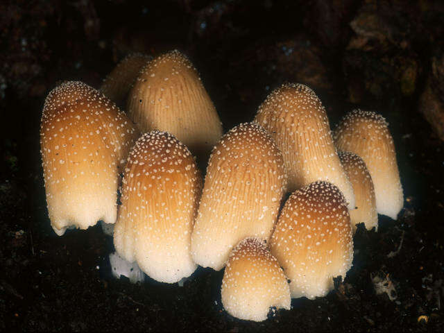 Image of Psathyrellaceae