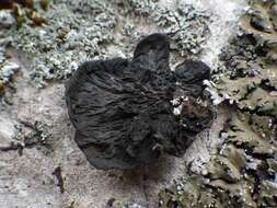 Collema furfuraceum (Arnold) Du Rietz resmi