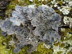 Image of lung lichen