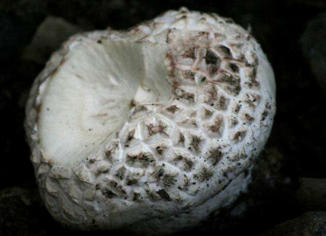 Image of Basidiomycota
