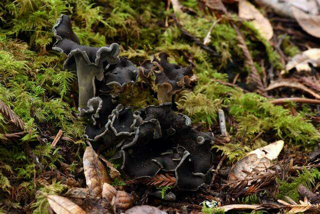 Image of Craterellus