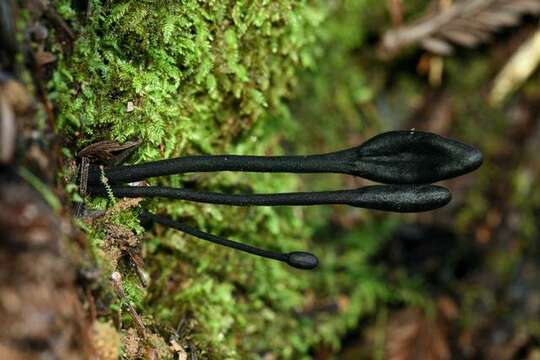 Imagem de Geoglossomycetes