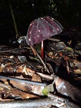 Image of Marasmius