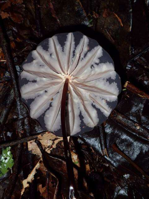 Image of Marasmius