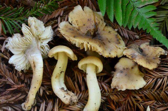 Image of waxcaps (fungi)